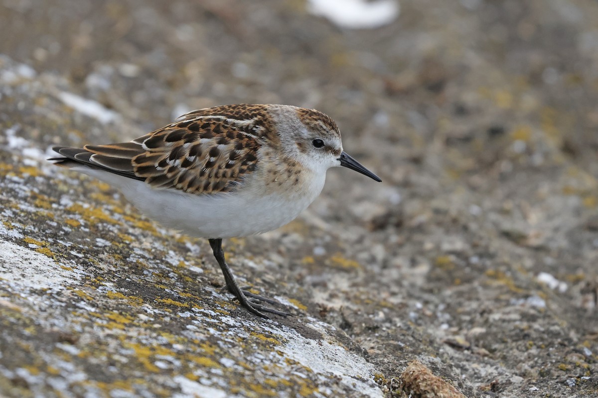 Little Stint - ML641904916