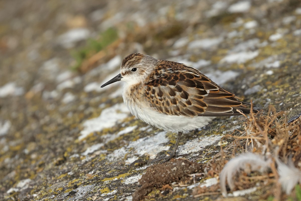 Little Stint - ML641904917