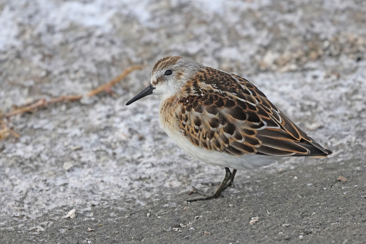 Little Stint - ML641904919