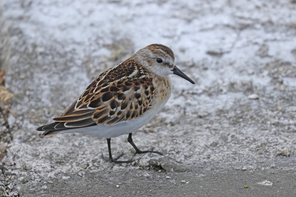 Little Stint - ML641904921