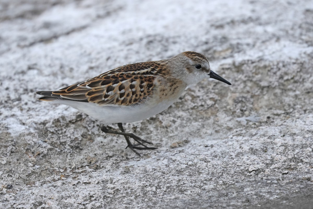Little Stint - ML641904922