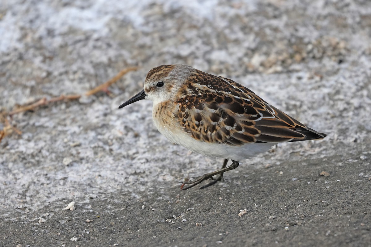 Little Stint - ML641904923