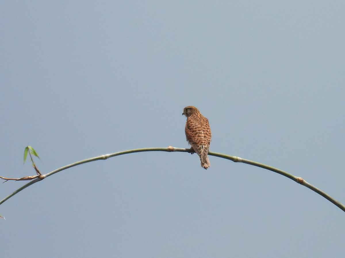 Spotted Kestrel - ML641904932