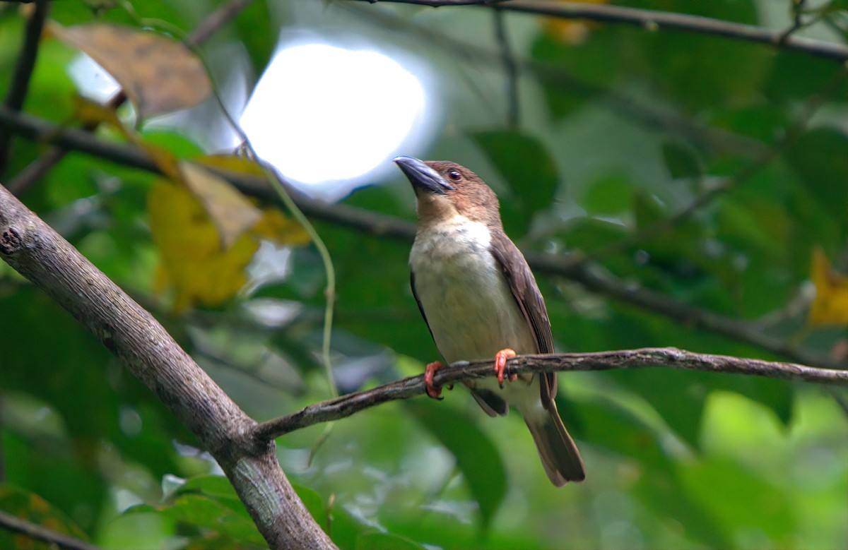 Sooty Barbet - ML641904940