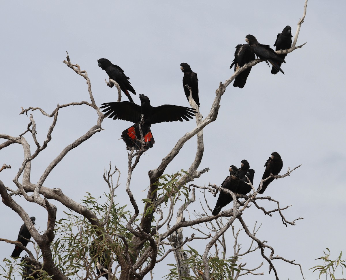 Red-tailed Black-Cockatoo - ML641904941