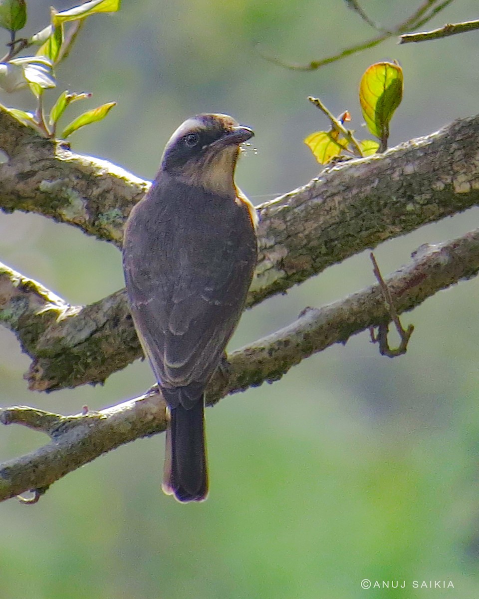 Common Woodshrike - ML641904961