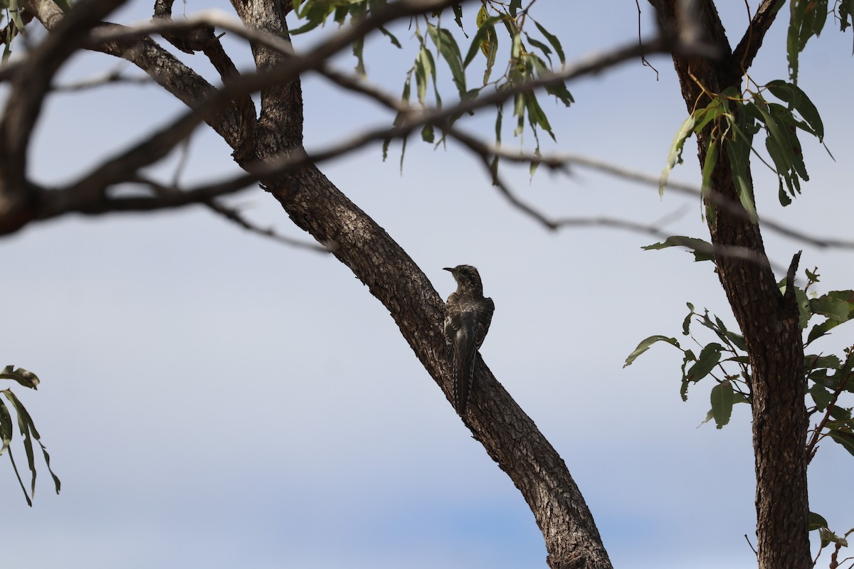 Pallid Cuckoo - ML641905010