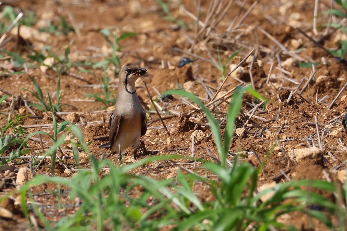 Oriental Pratincole - ML641905014