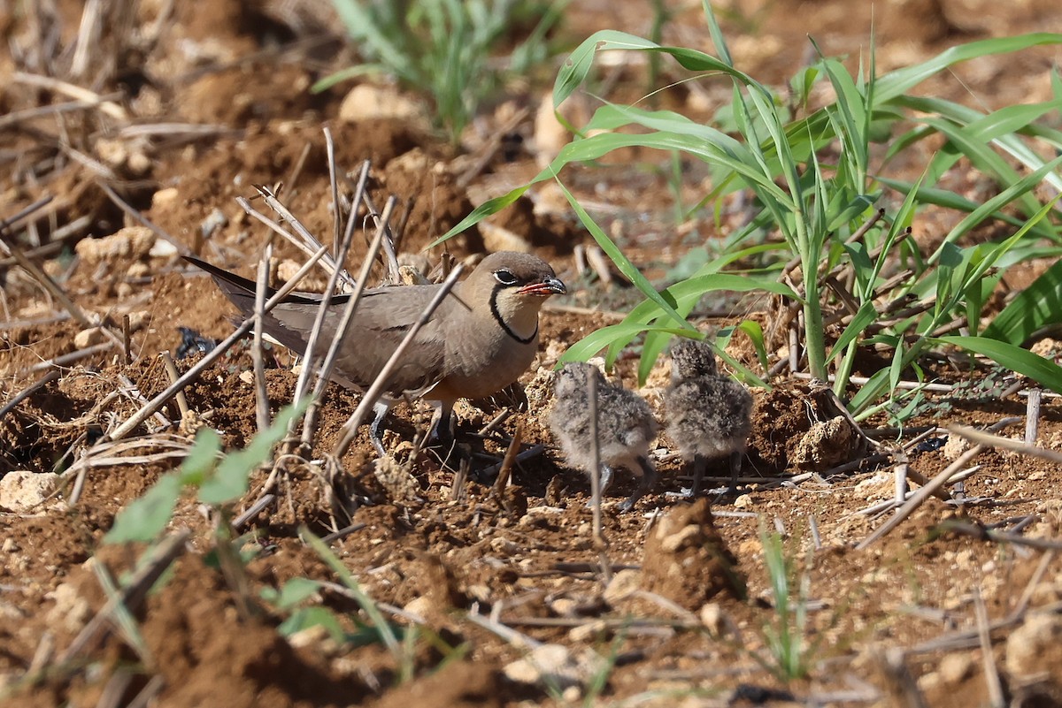 Oriental Pratincole - ML641905015