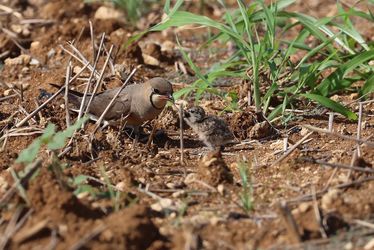 Oriental Pratincole - ML641905016