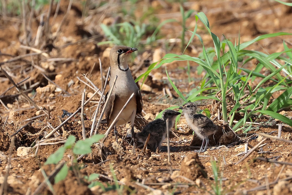 Oriental Pratincole - ML641905017
