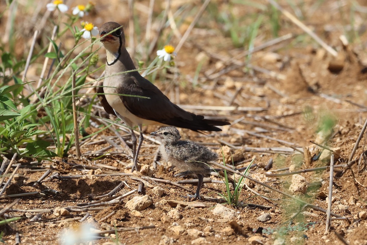 Oriental Pratincole - ML641905018