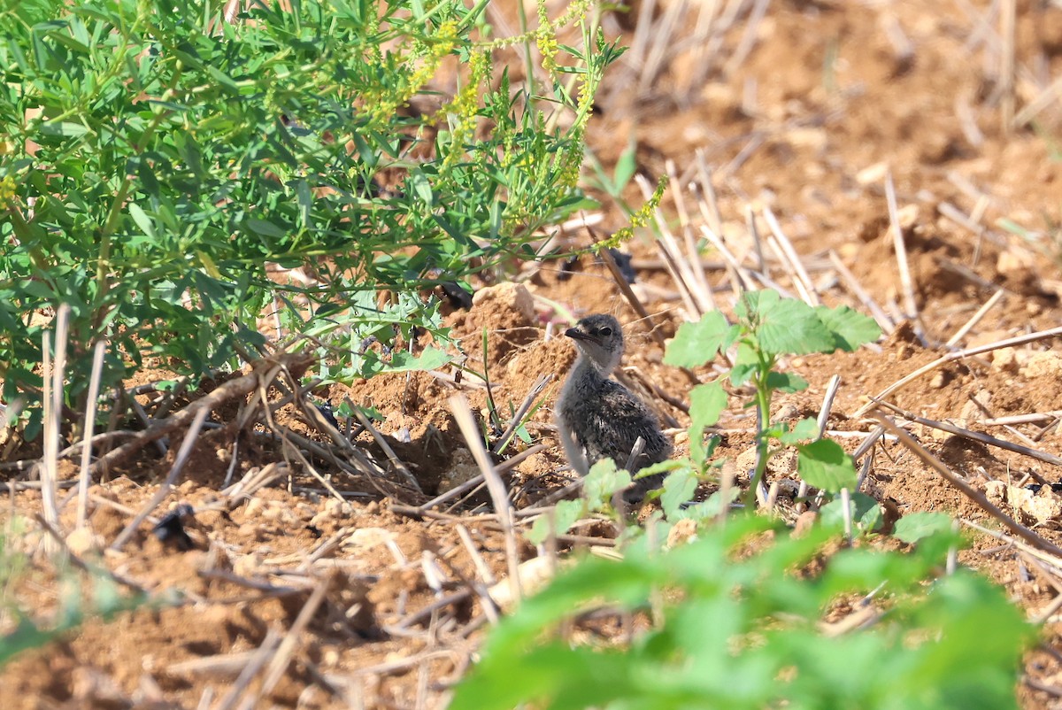 Oriental Pratincole - ML641905019