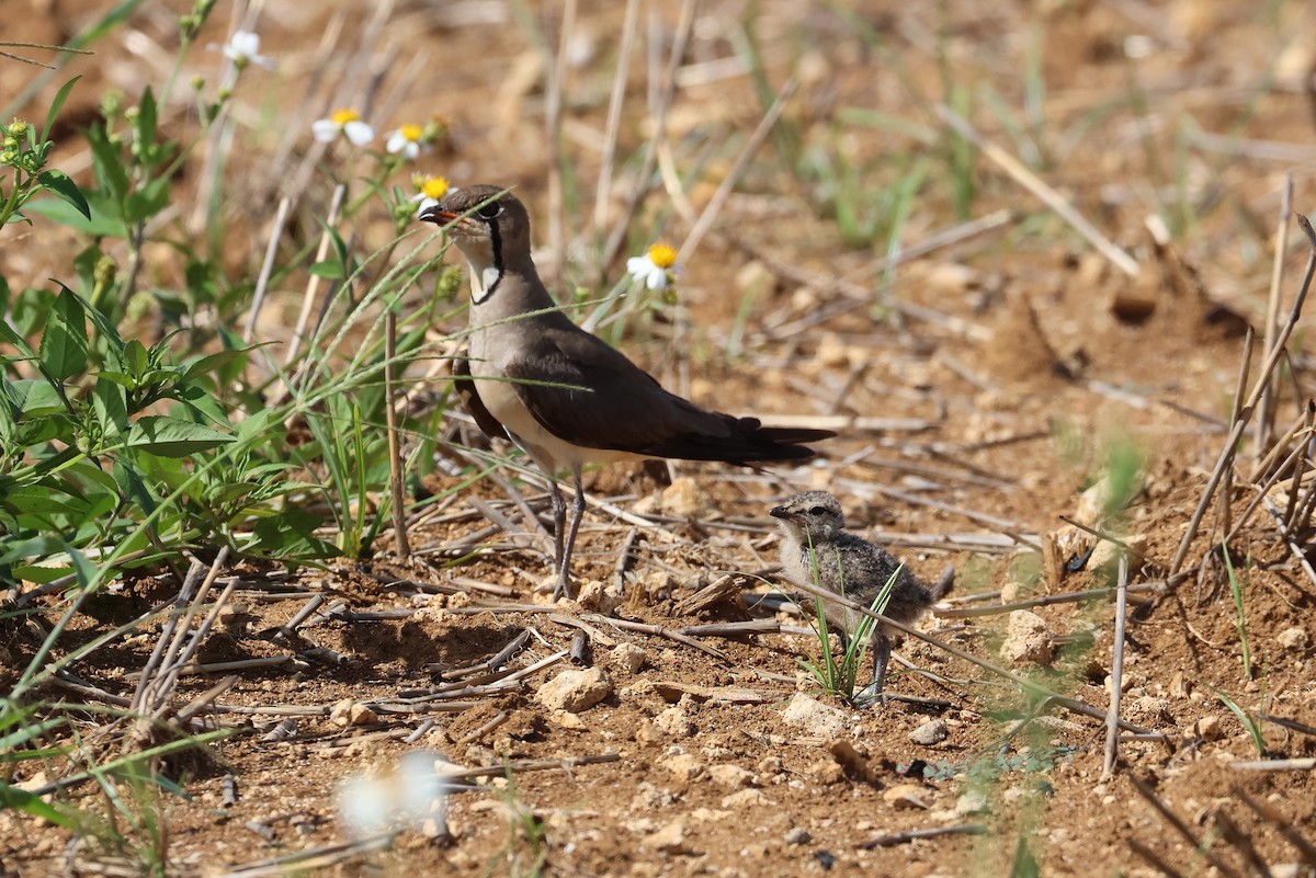 Oriental Pratincole - ML641905020