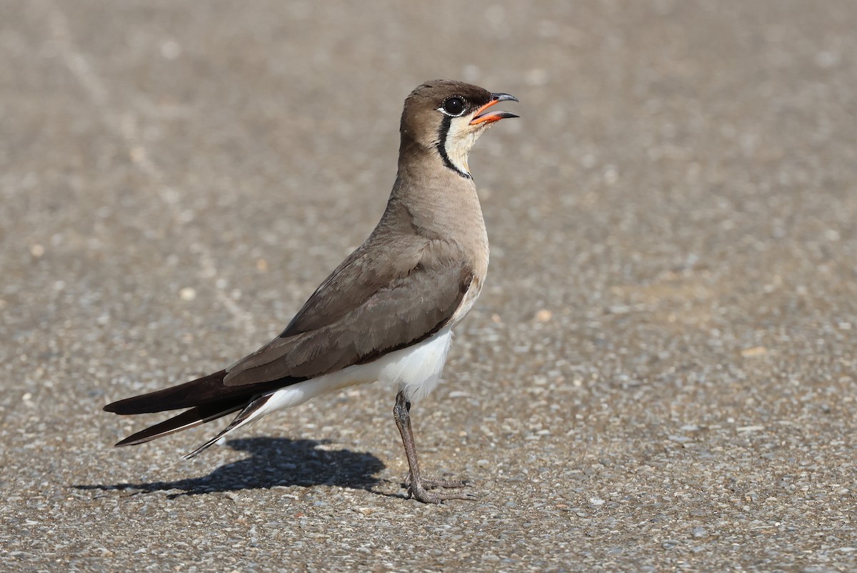 Oriental Pratincole - ML641905021