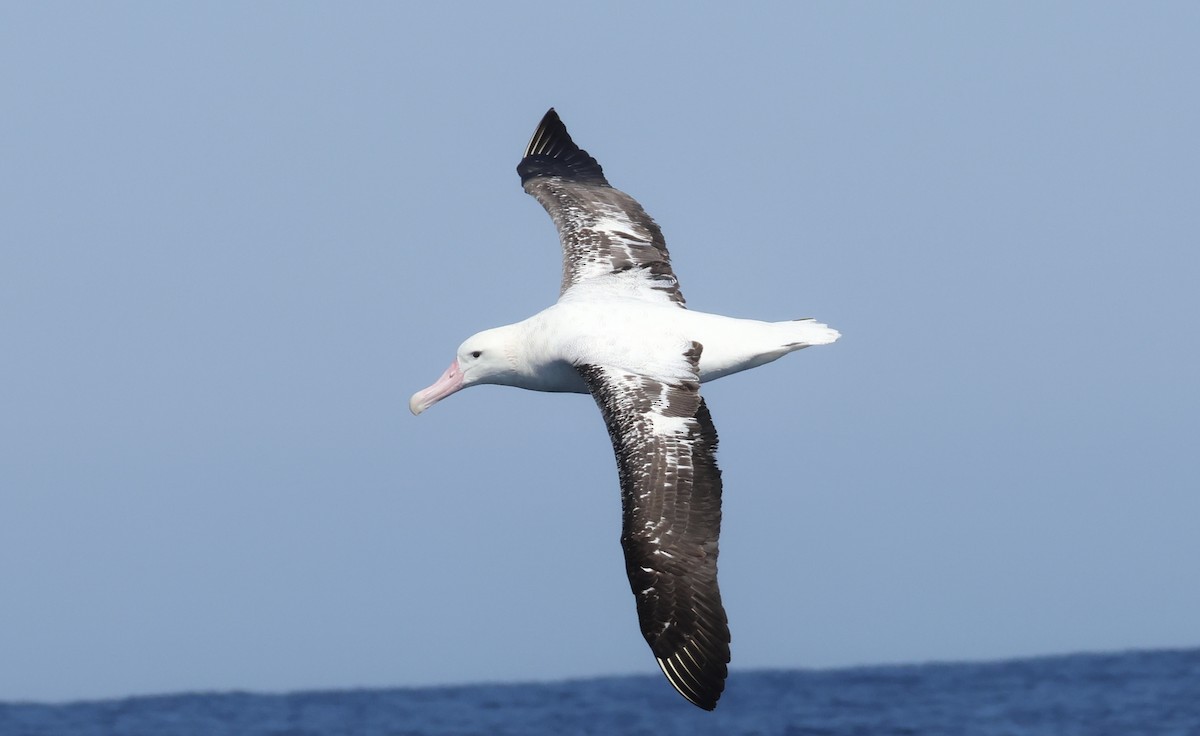 antipodealbatross (gibsoni) - ML641905022