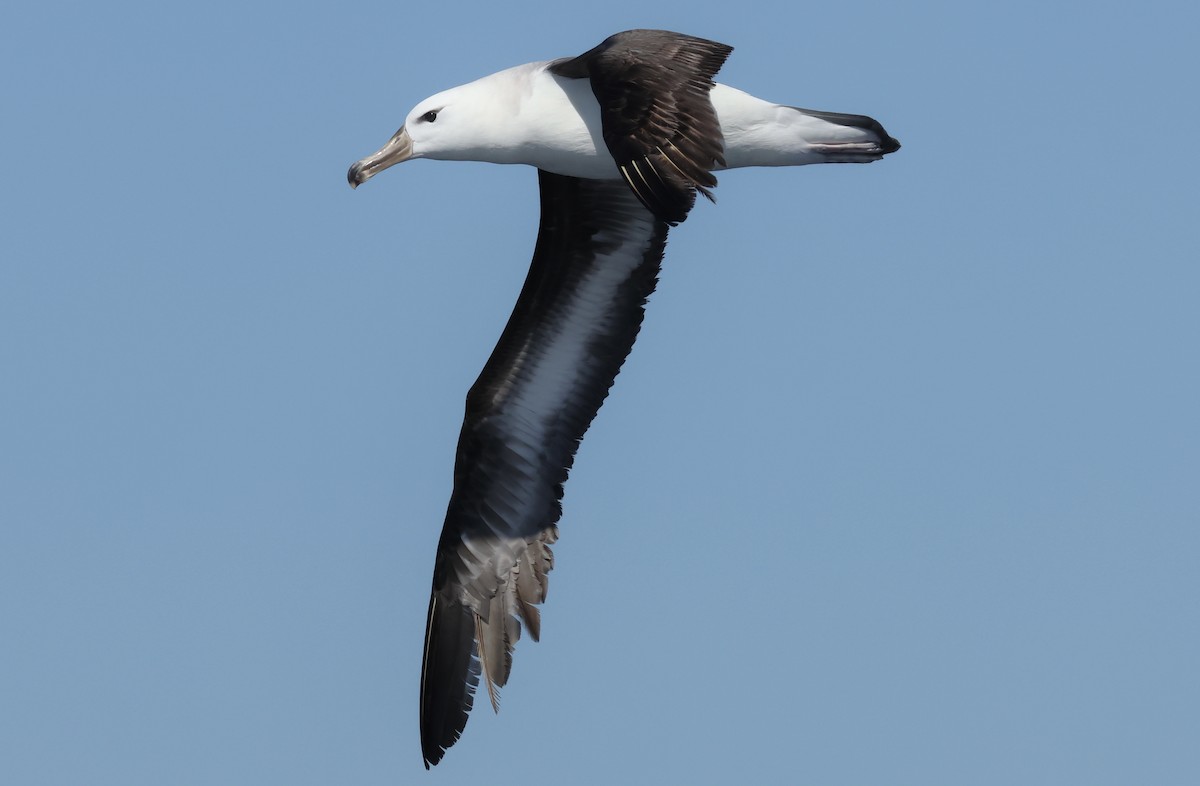 Black-browed Albatross (Black-browed) - ML641905058
