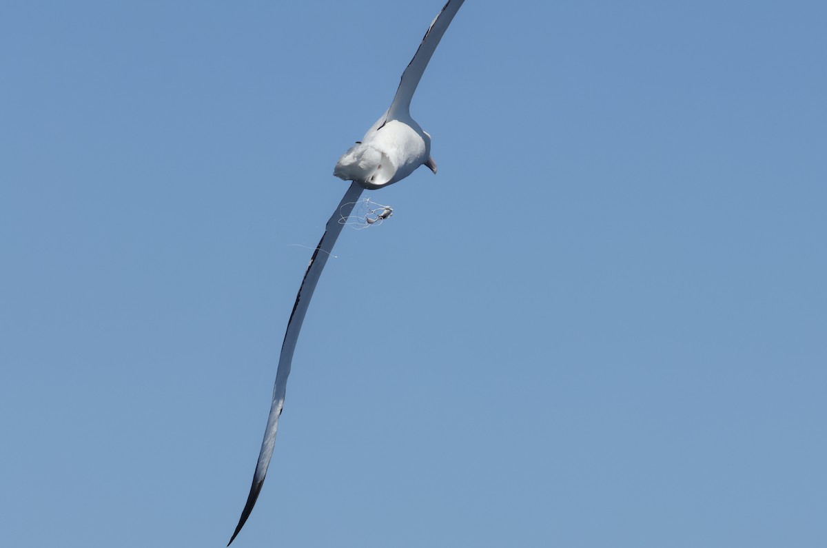 antipodealbatross (gibsoni) - ML641905060