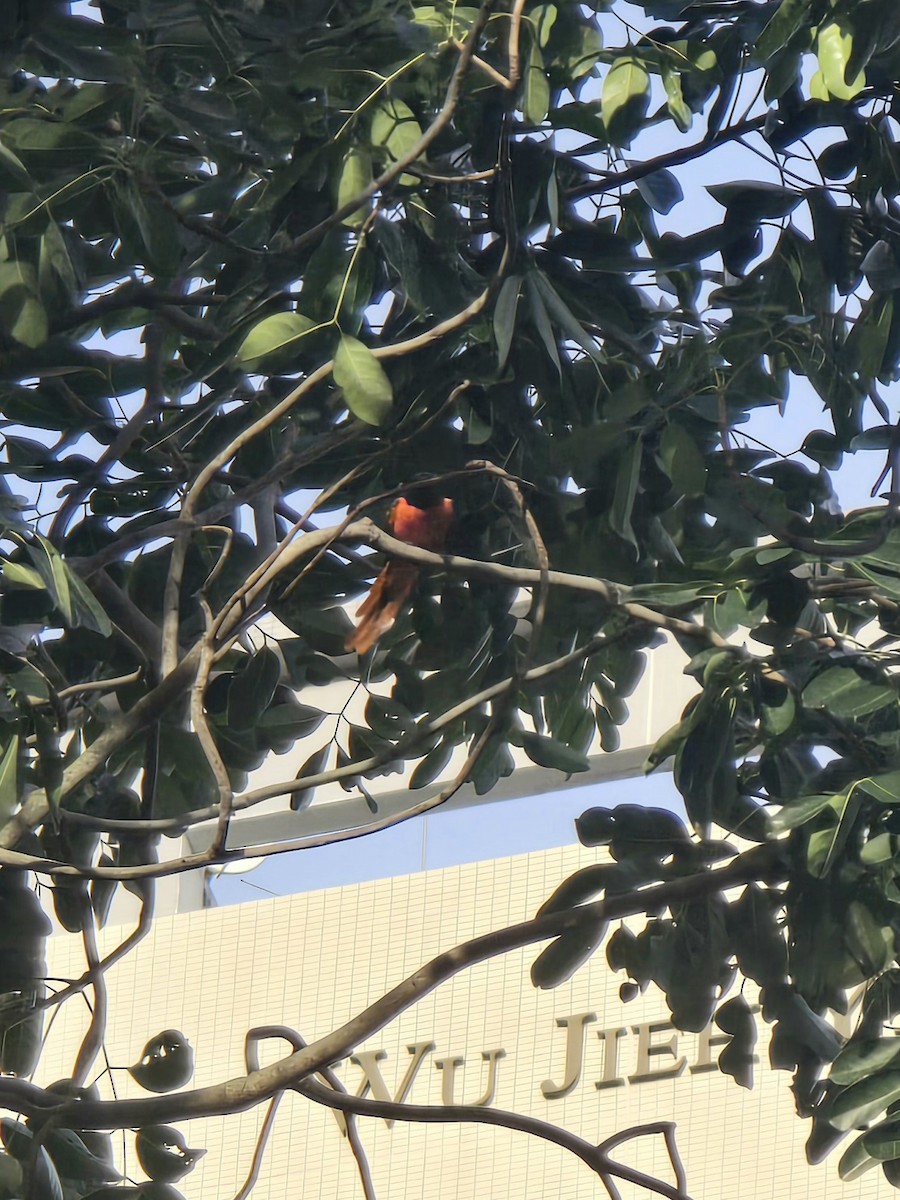 Scarlet Minivet - ML641905061