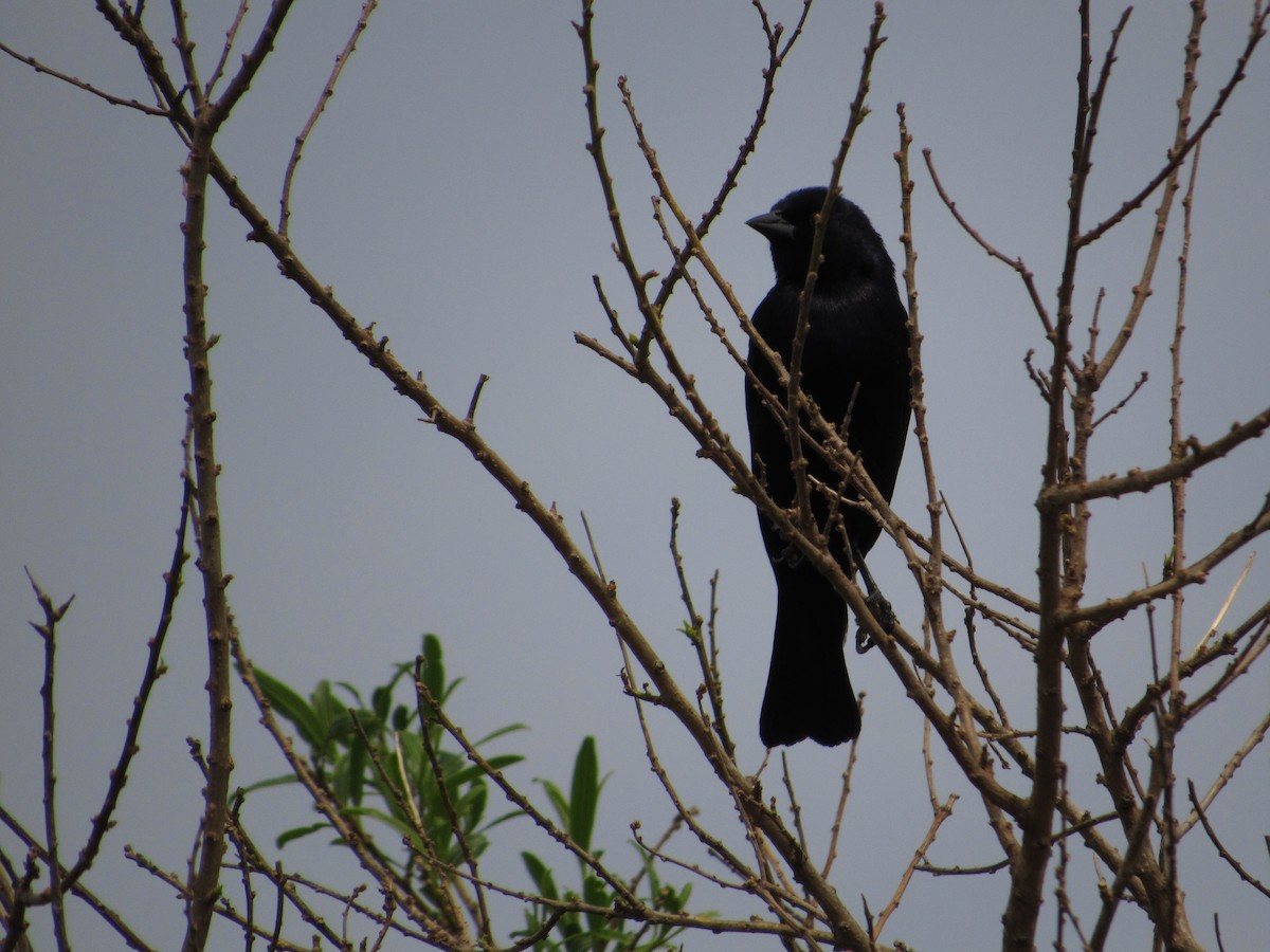 Screaming Cowbird - ML641905065