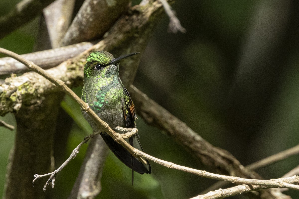 Stripe-tailed Hummingbird - ML641905068