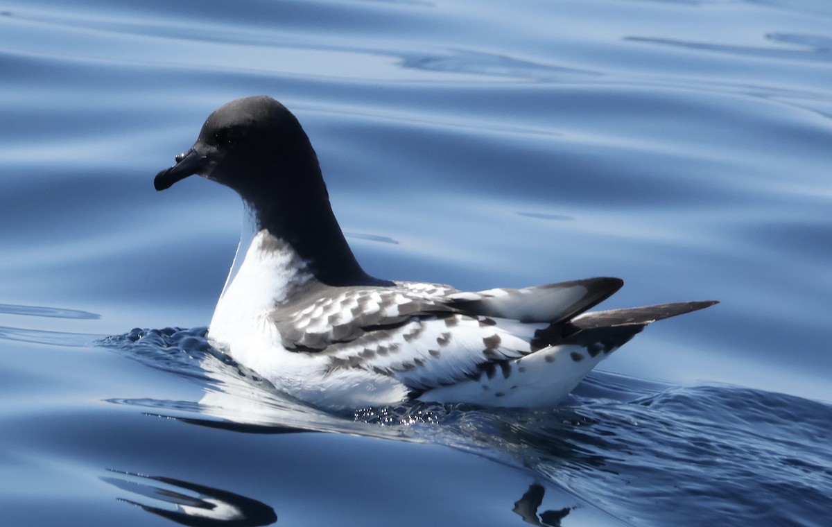 buřňák černobílý (ssp. capense) - ML641905070