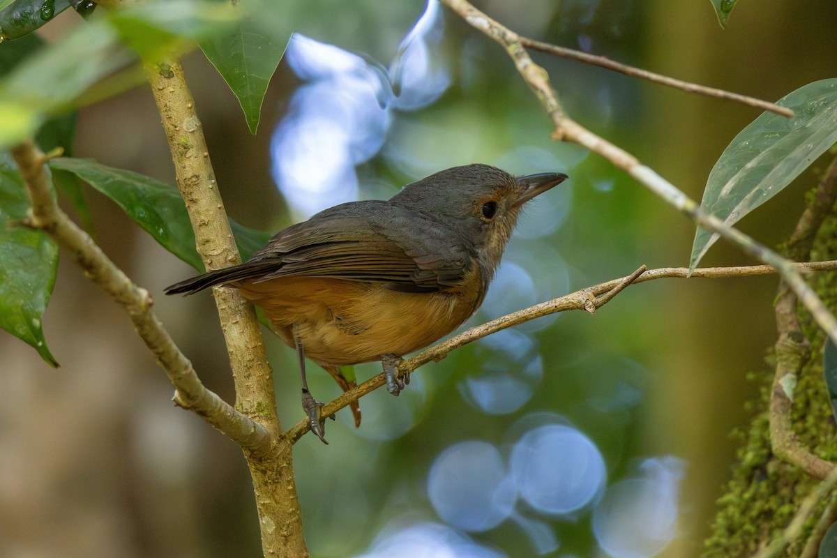 Bower's Shrikethrush - ML641905072