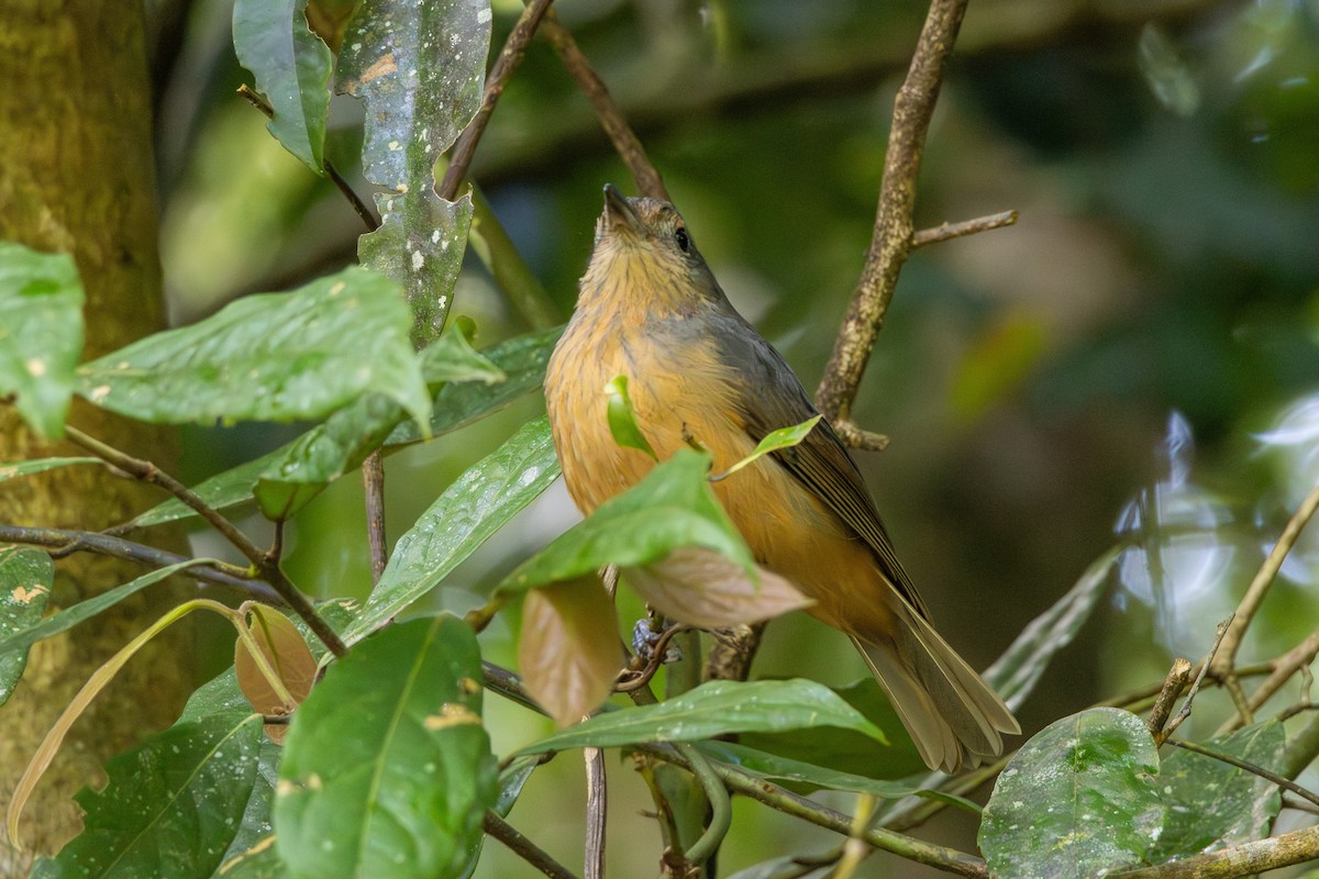 Bower's Shrikethrush - ML641905073