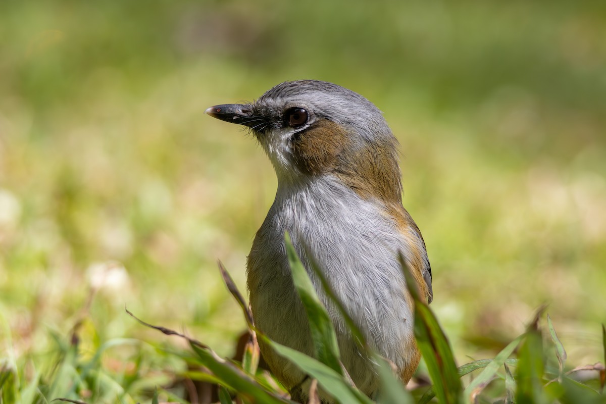 Gray-headed Robin - ML641905078