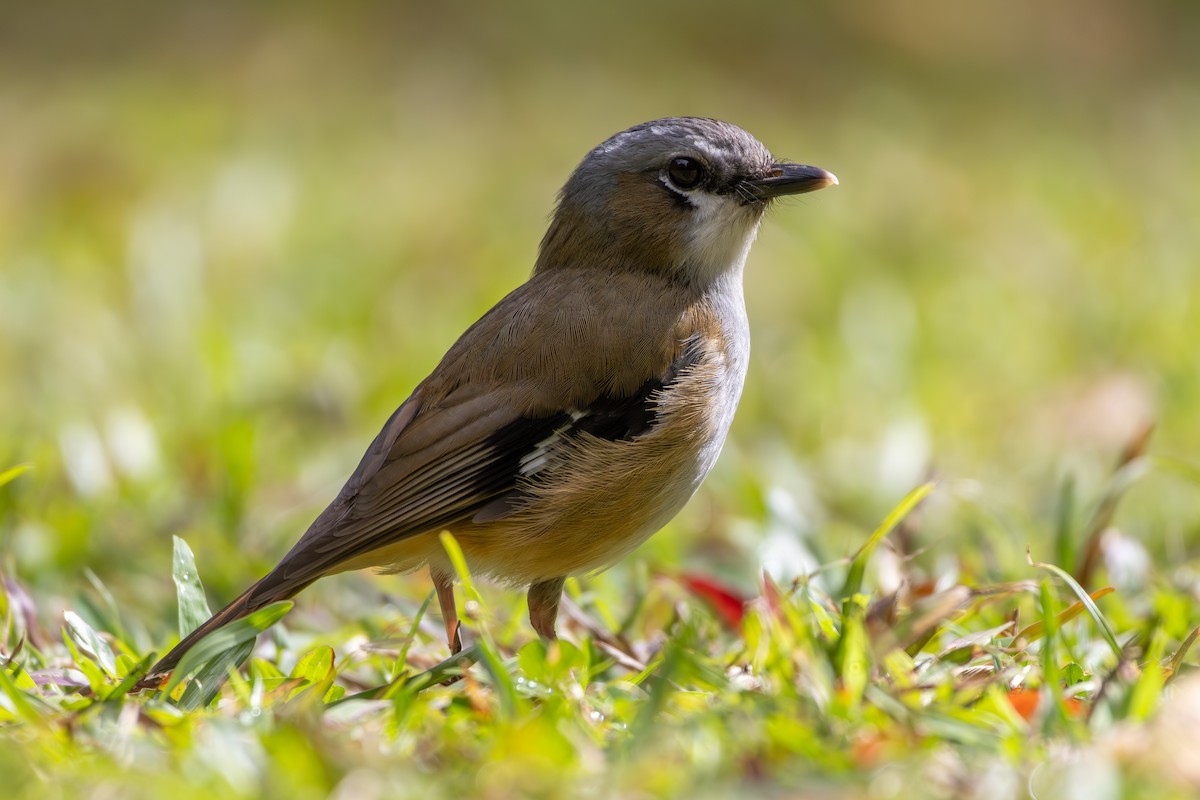 Gray-headed Robin - ML641905079