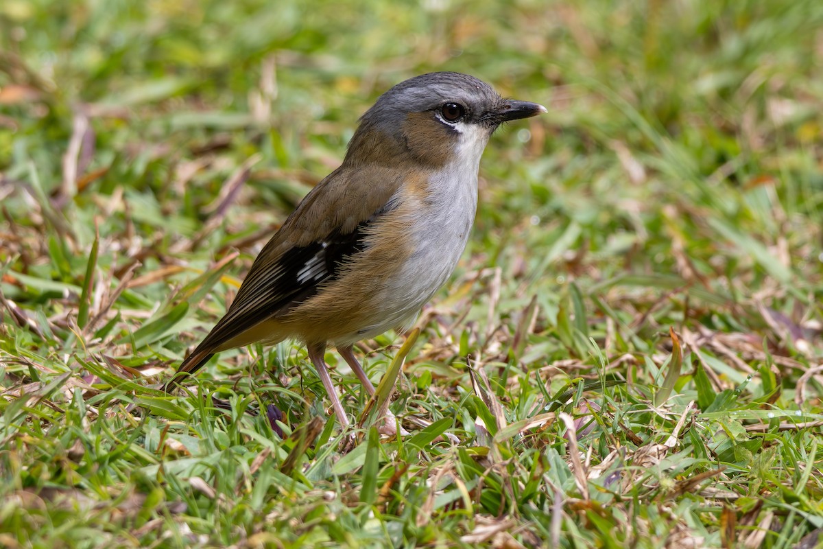 Gray-headed Robin - ML641905080