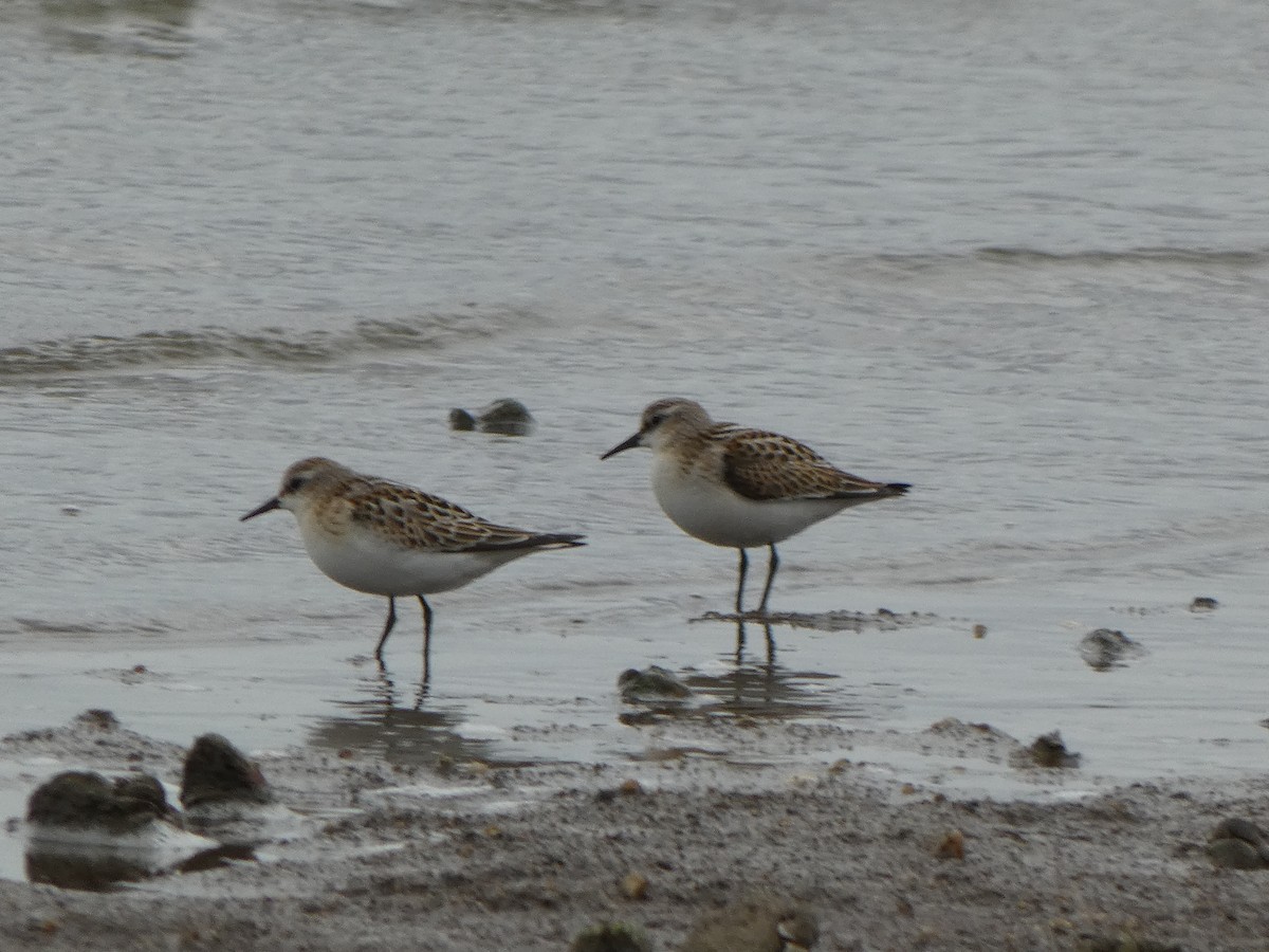 Little Stint - ML641905092