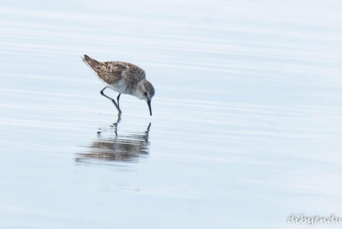Little Stint - ML641905118