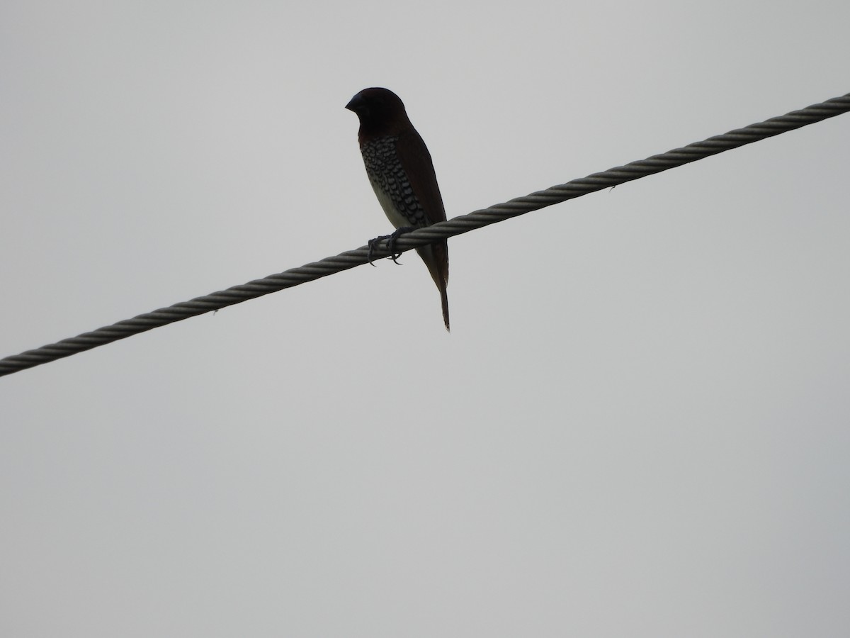 Scaly-breasted Munia - ML641905123