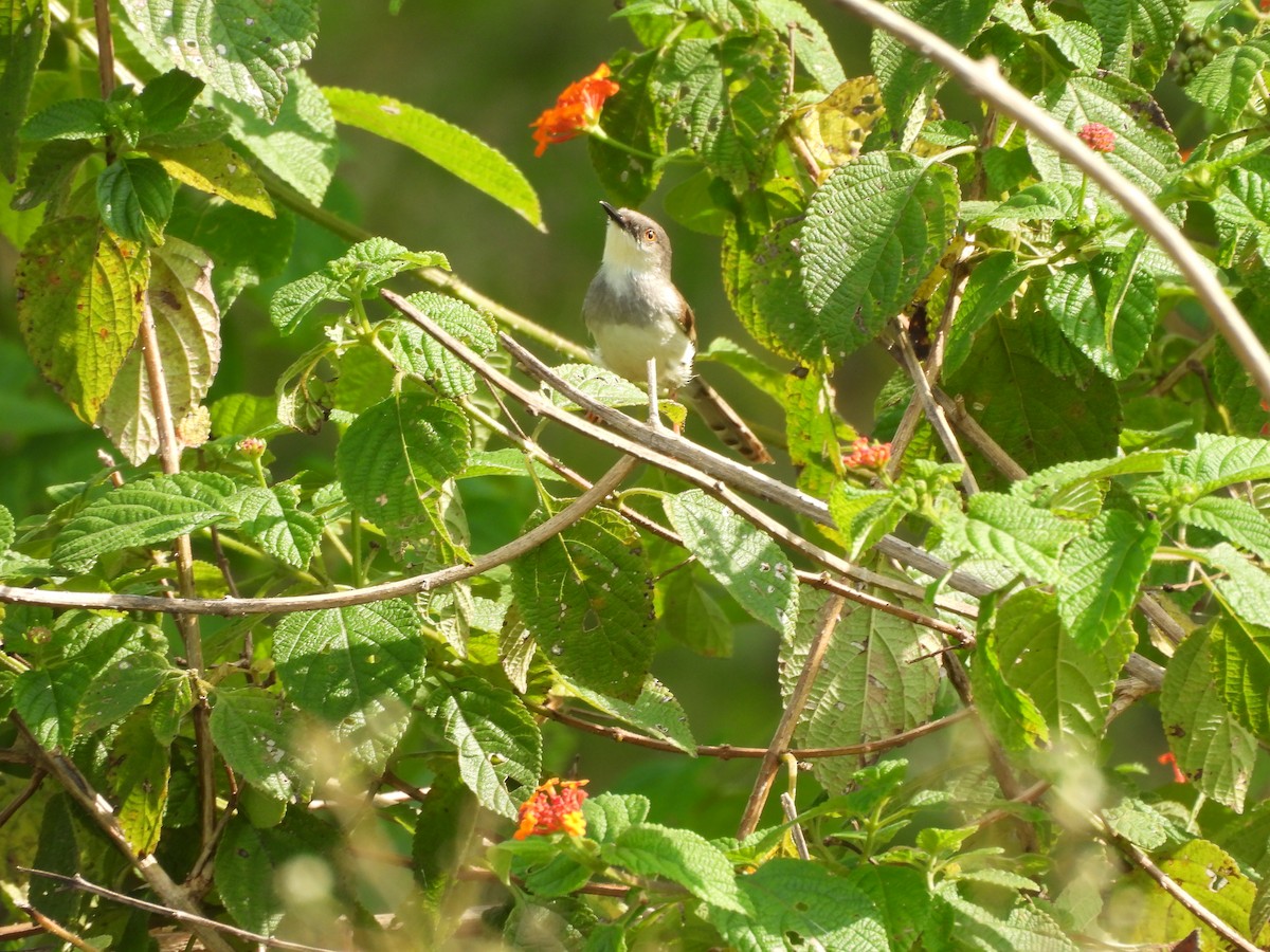 Gray-breasted Prinia - ML641905139