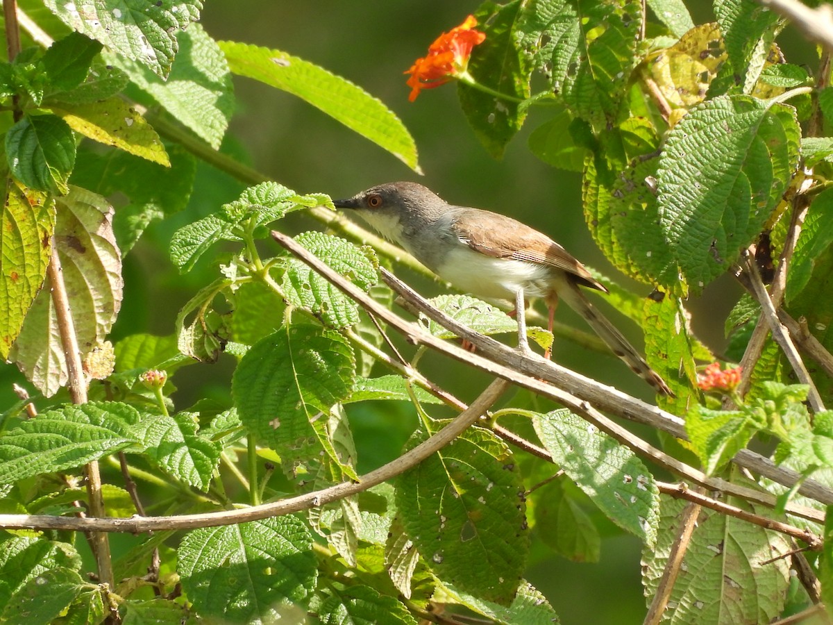 Gray-breasted Prinia - ML641905140