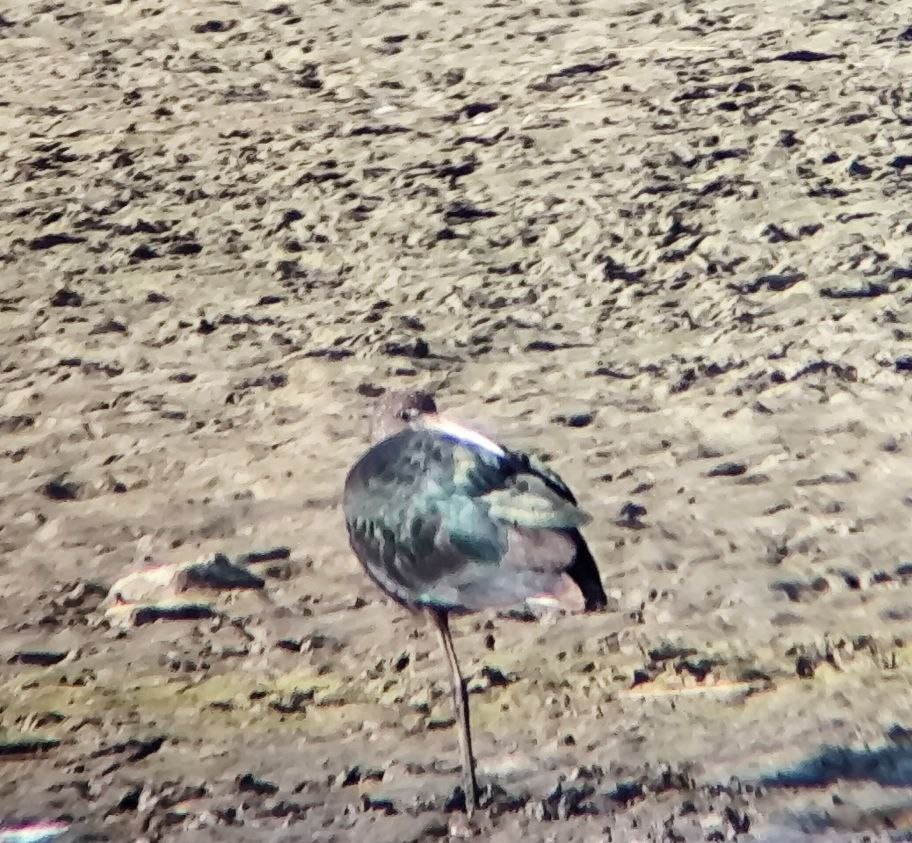 ibis hnědý - ML641905141