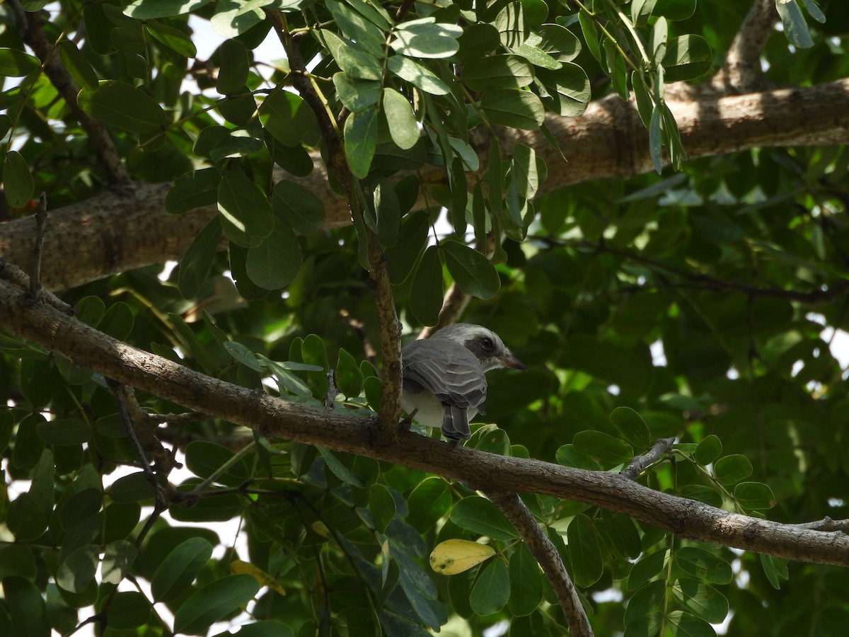 Common Woodshrike - ML641905144