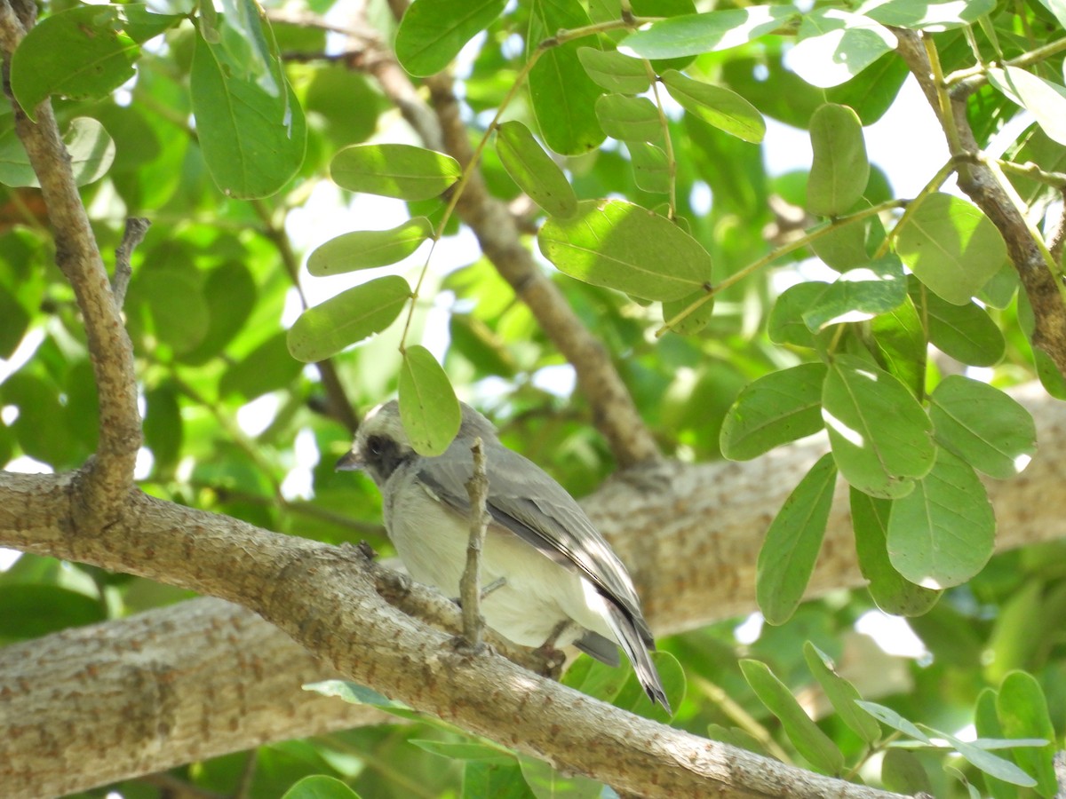 Common Woodshrike - ML641905145