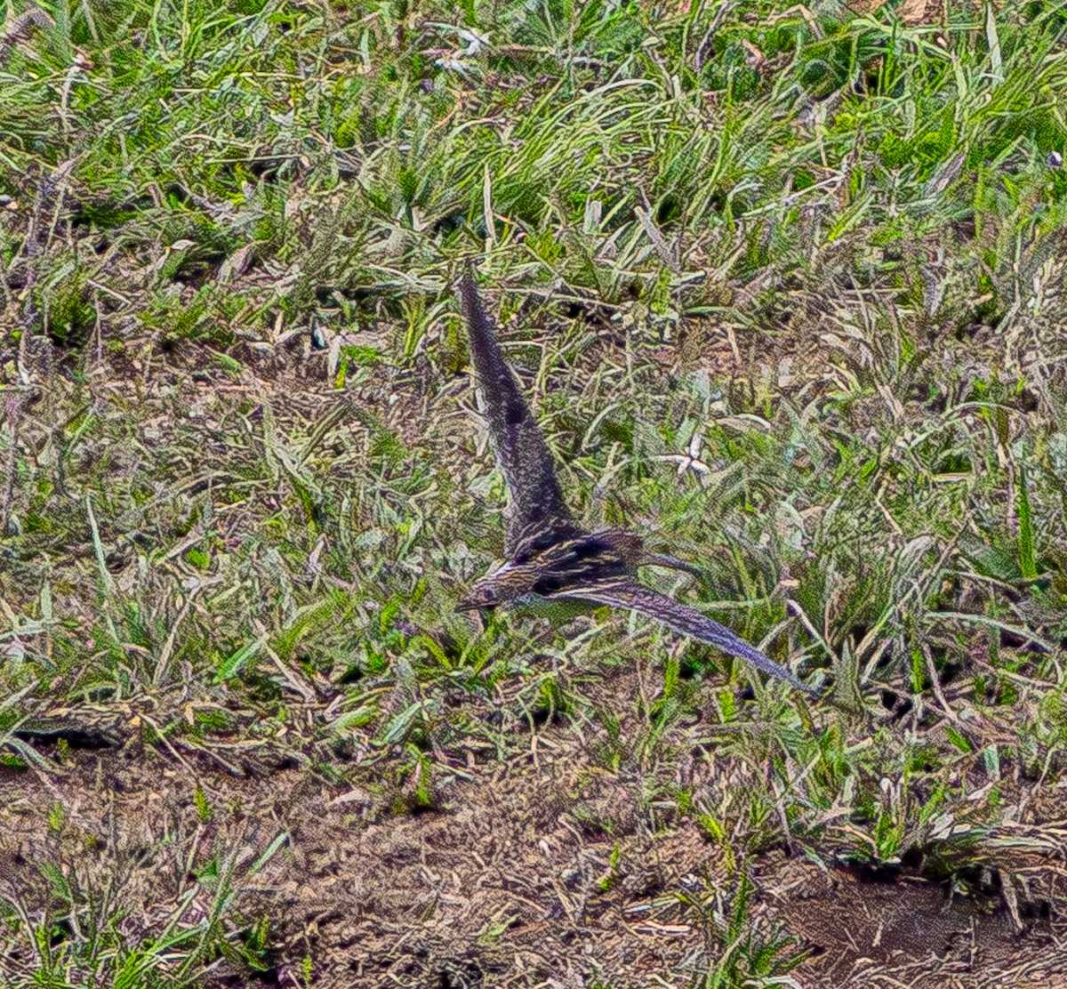 Pantanal Snipe - ML641905146