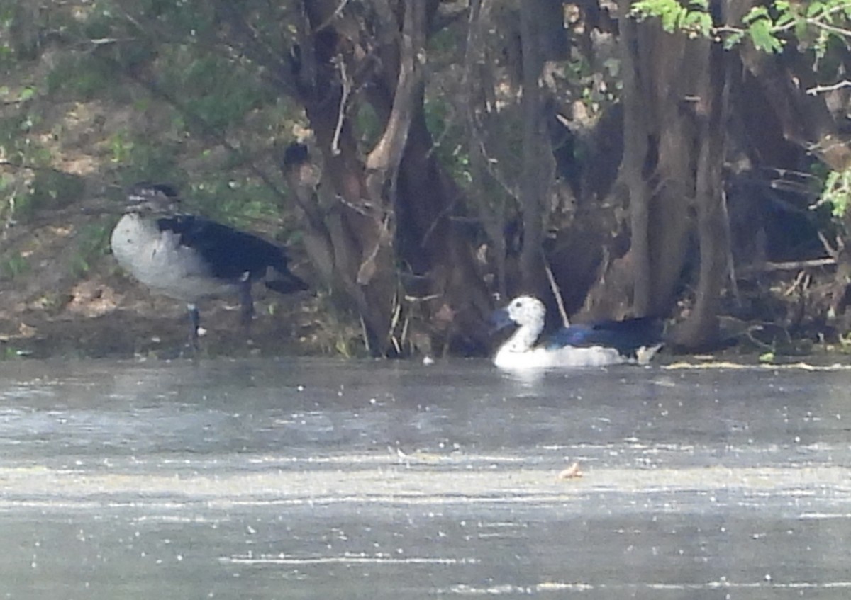 Knob-billed Duck - ML641905157