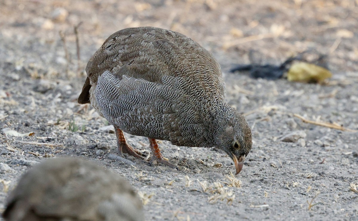 Red-billed Spurfowl - ML641905179