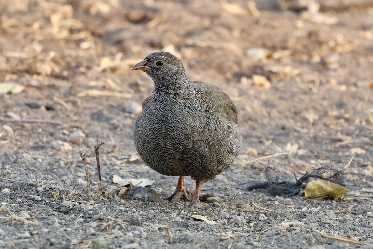 Red-billed Spurfowl - ML641905180