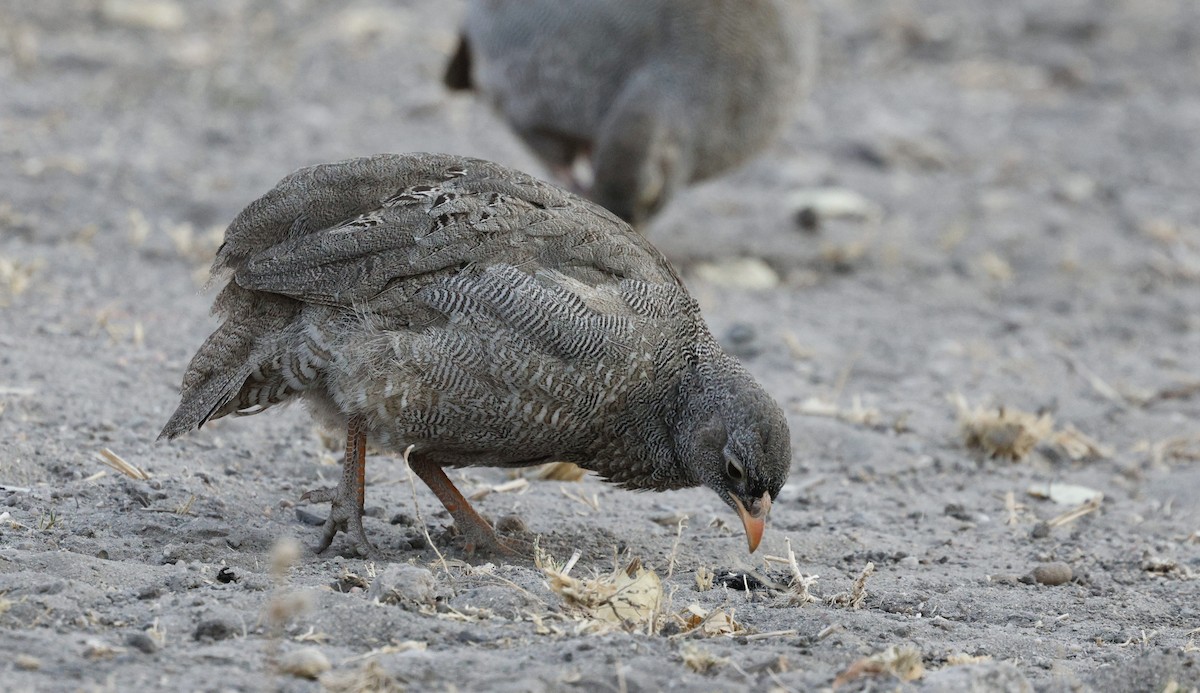 Red-billed Spurfowl - ML641905181