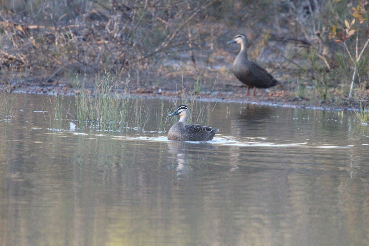 Pacific Black Duck - ML641905183