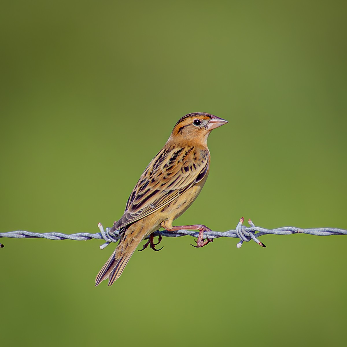 bobolink americký - ML641905188