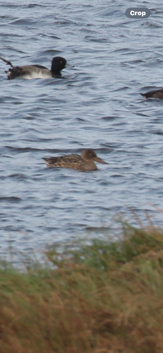 Cuchara Común - ML641905197