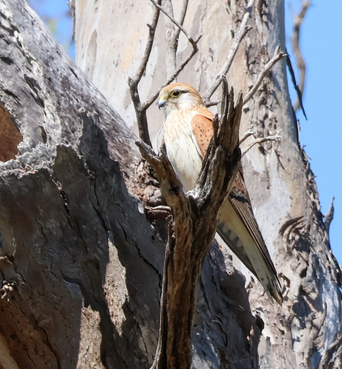 Nankeen Kestrel - ML641905217