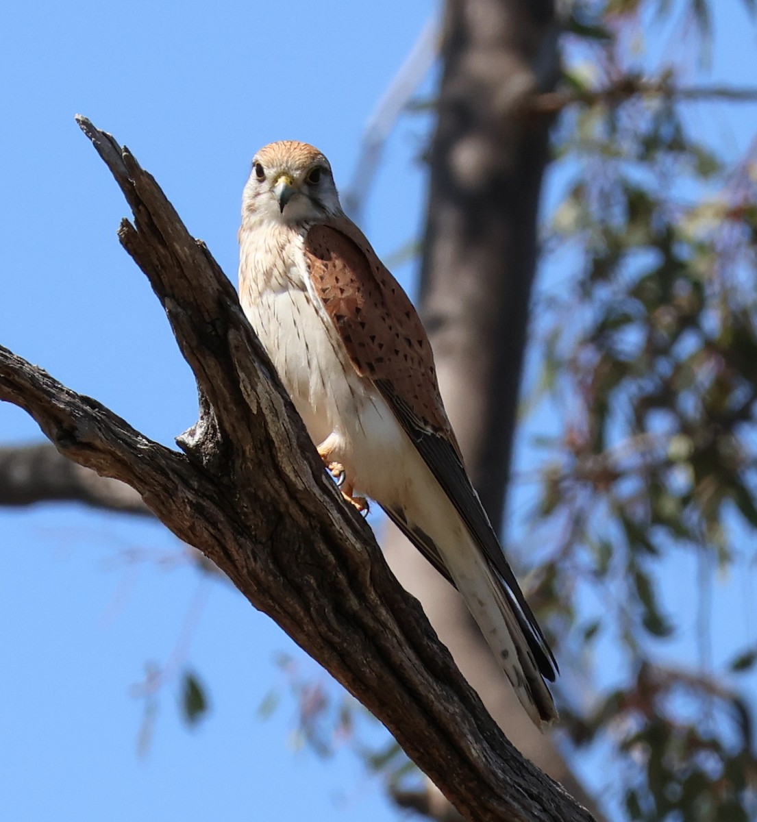 Nankeen Kestrel - ML641905218