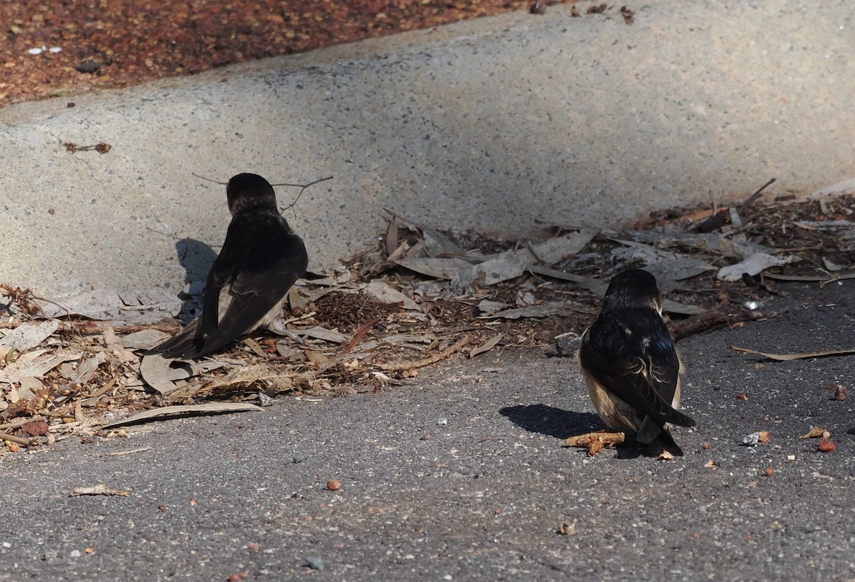 Tree Martin - ML641905240